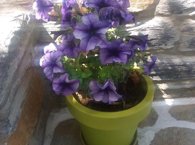 Meltemi Апартаменты